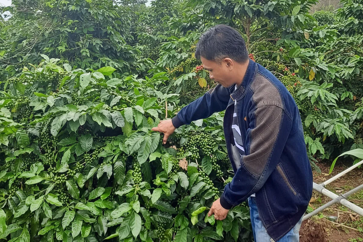Petani mitra NUMMI memeriksa buah kopi di kebun